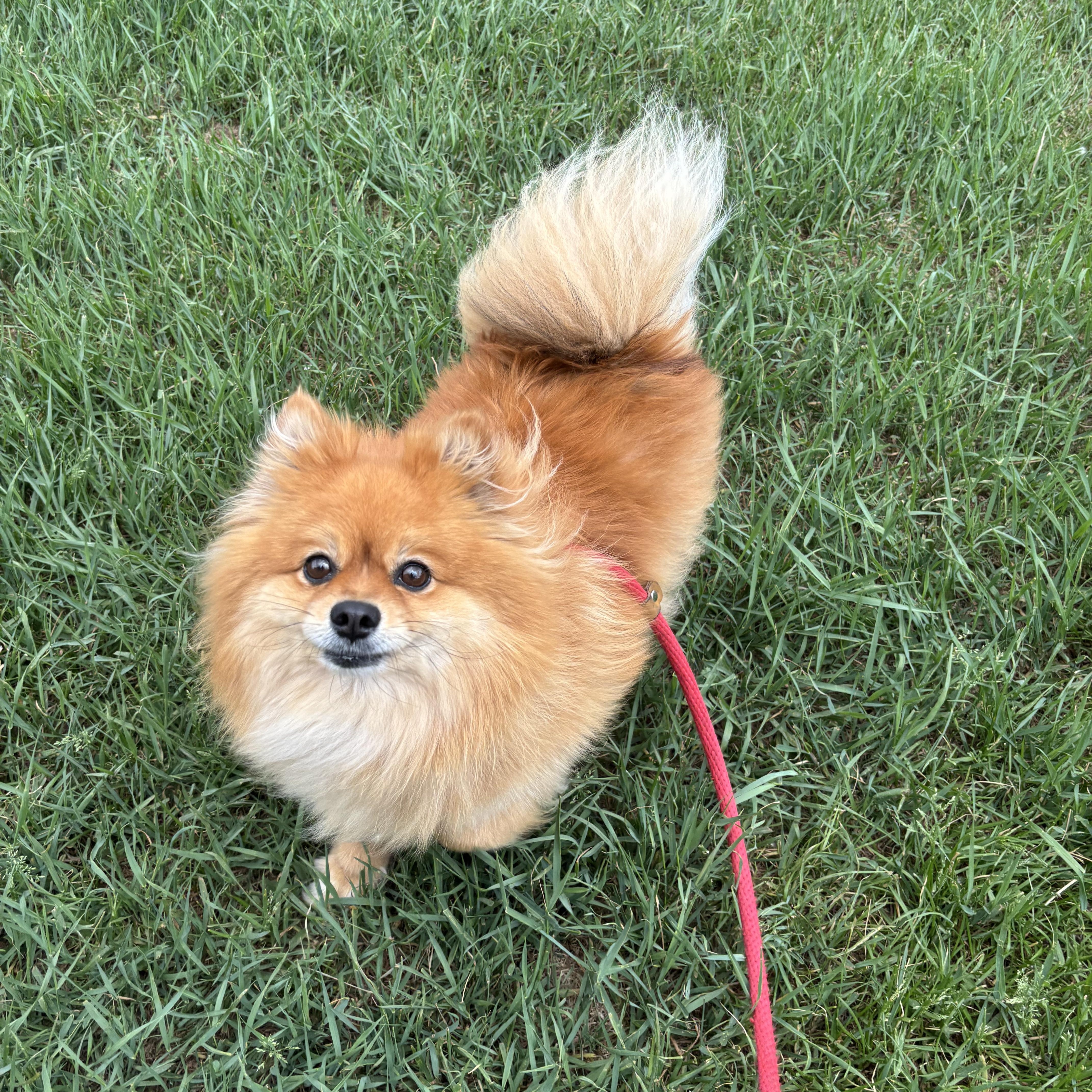 Ellie, adopted, Adult Female Pomeranian.