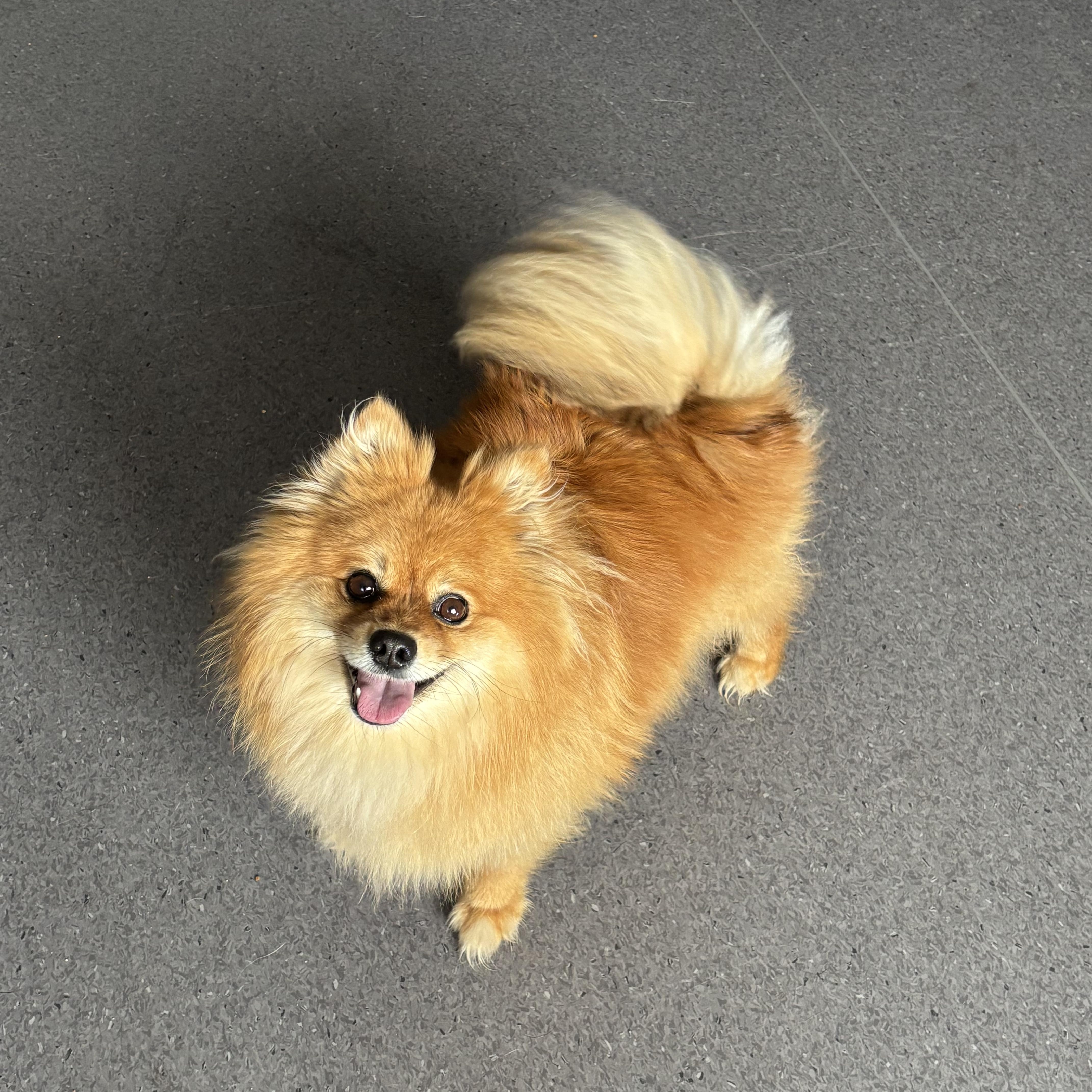 Ellie, an adopted mixed breed in Winnipeg, MB image 2/2