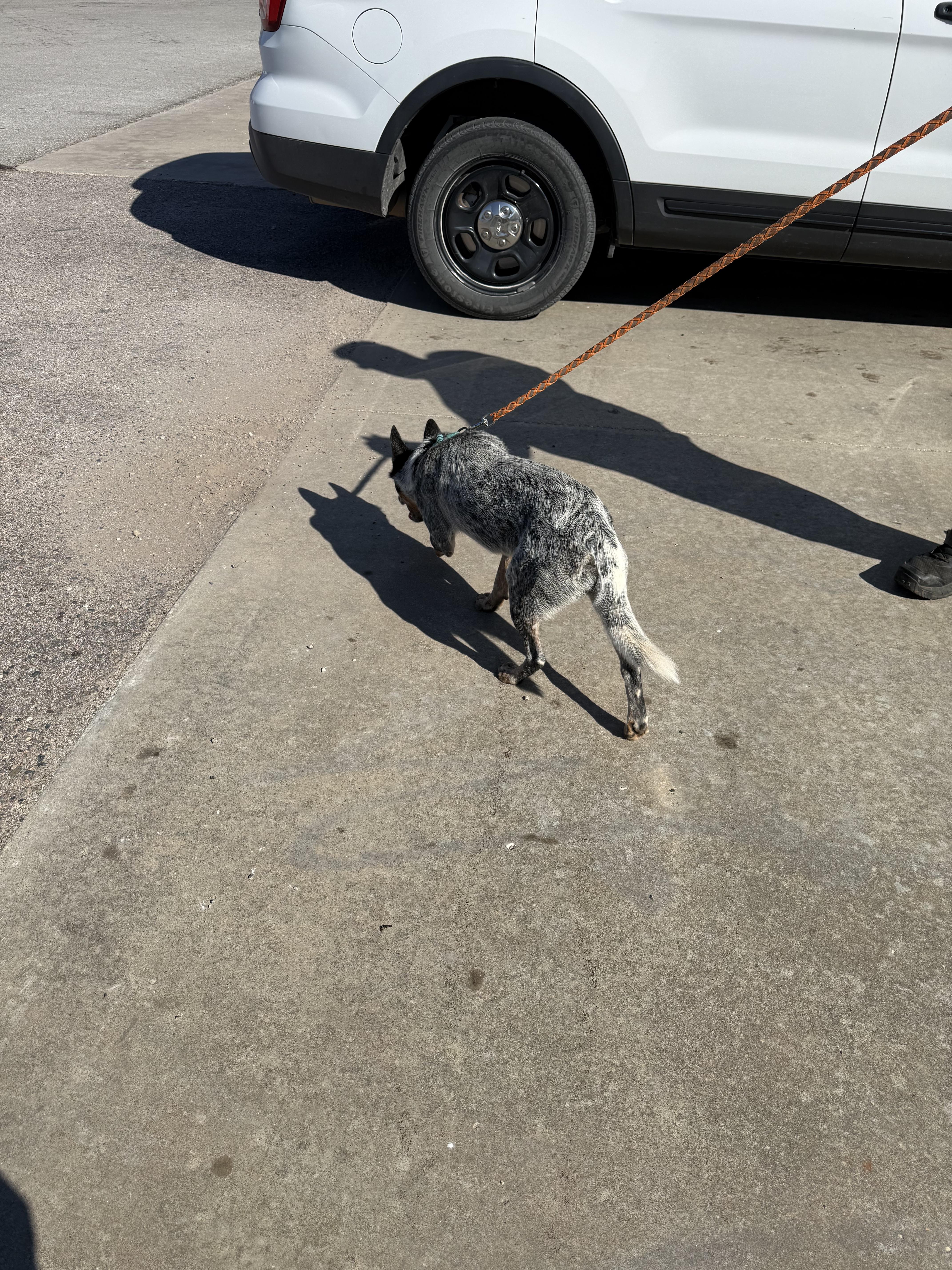 Enlarge Jack, a Adoptable mixed breed in Asher, OK image 2/3