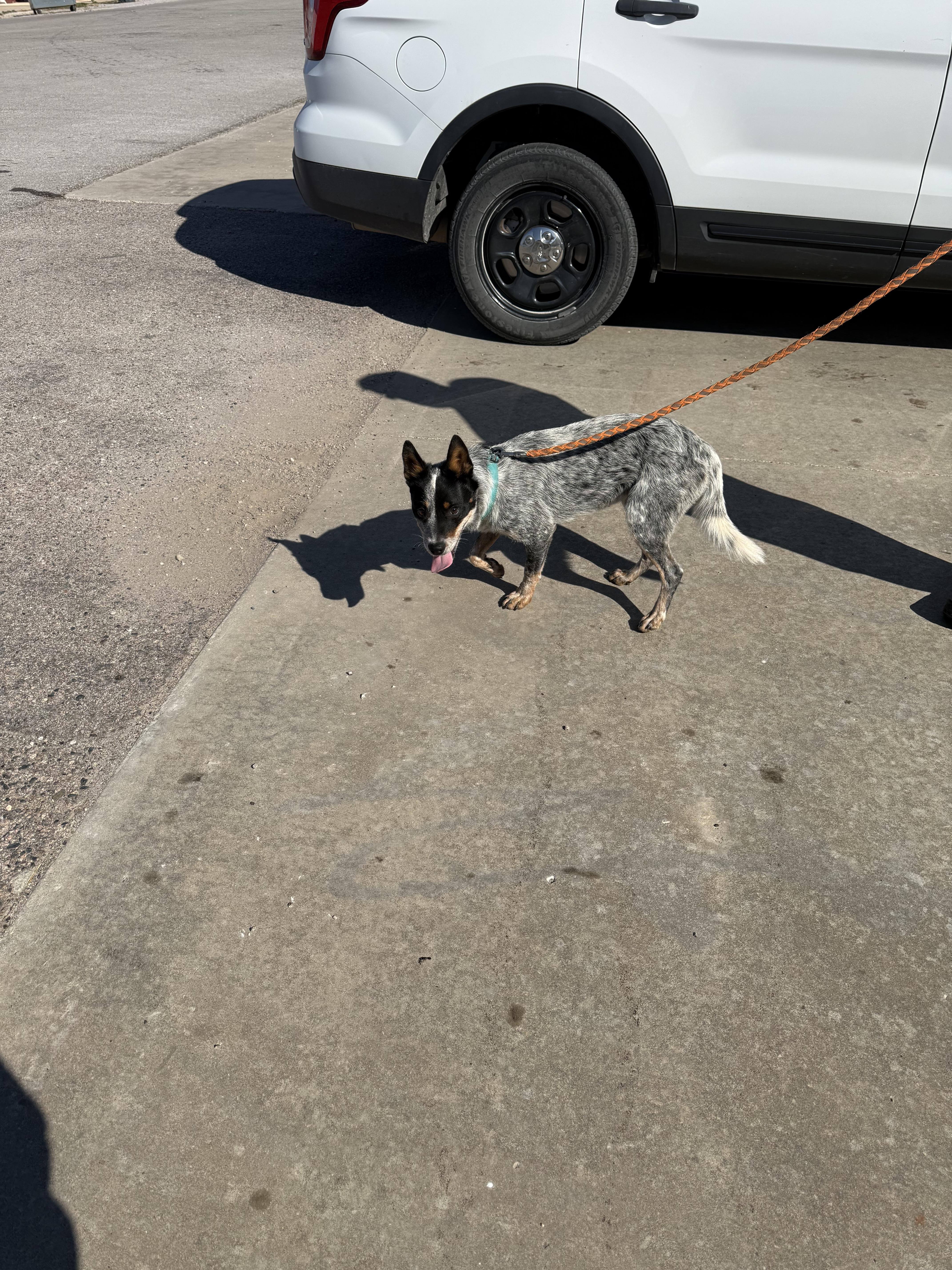 Enlarge Jack, a Adoptable mixed breed in Asher, OK image 3/3
