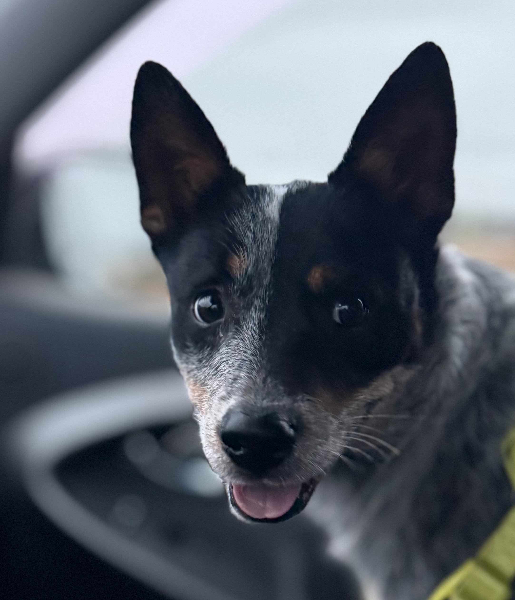 Enlarge Jack, a Adoptable mixed breed in Asher, OK image 1/3