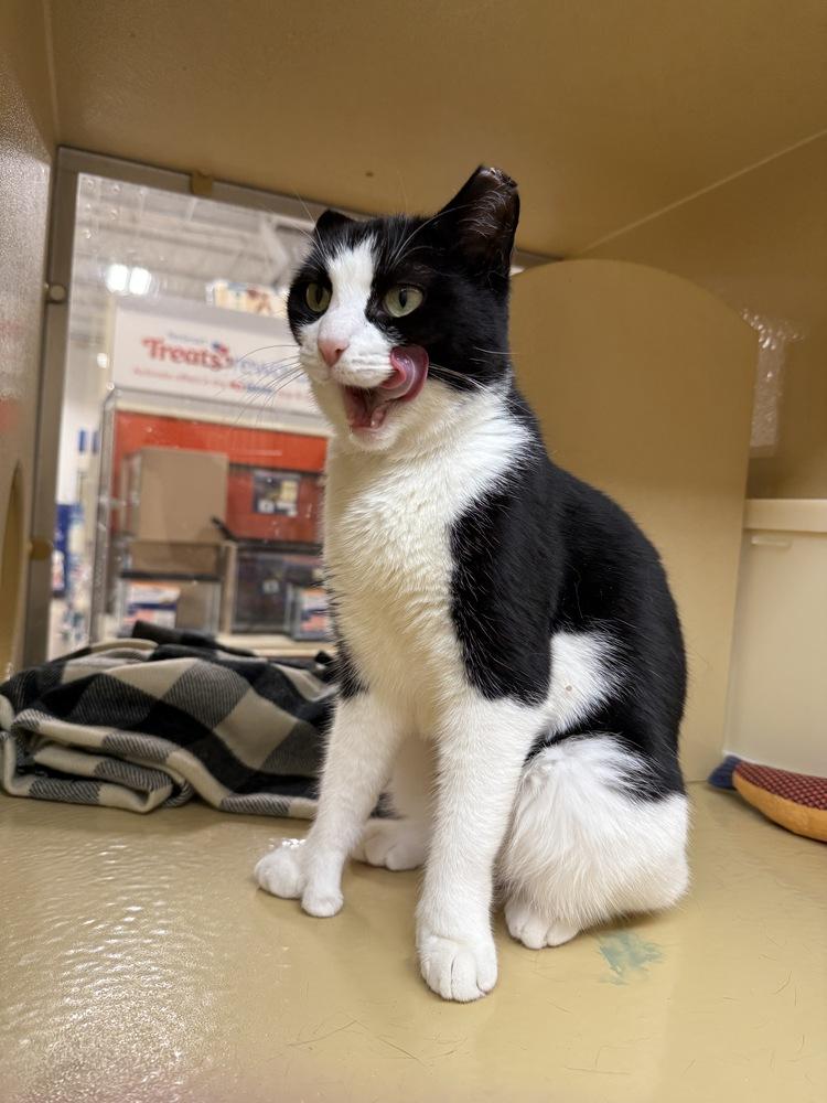 Fendi, a Adoptable Domestic Short Hair in East hartford, CT image 1/3