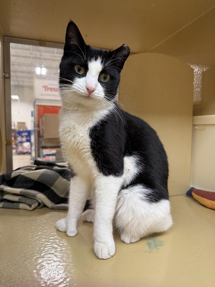 Fendi, Adoptable, Adult Female Domestic Short Hair.