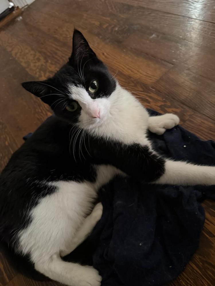 Fendi, a Adoptable Domestic Short Hair in East hartford, CT image 3/3