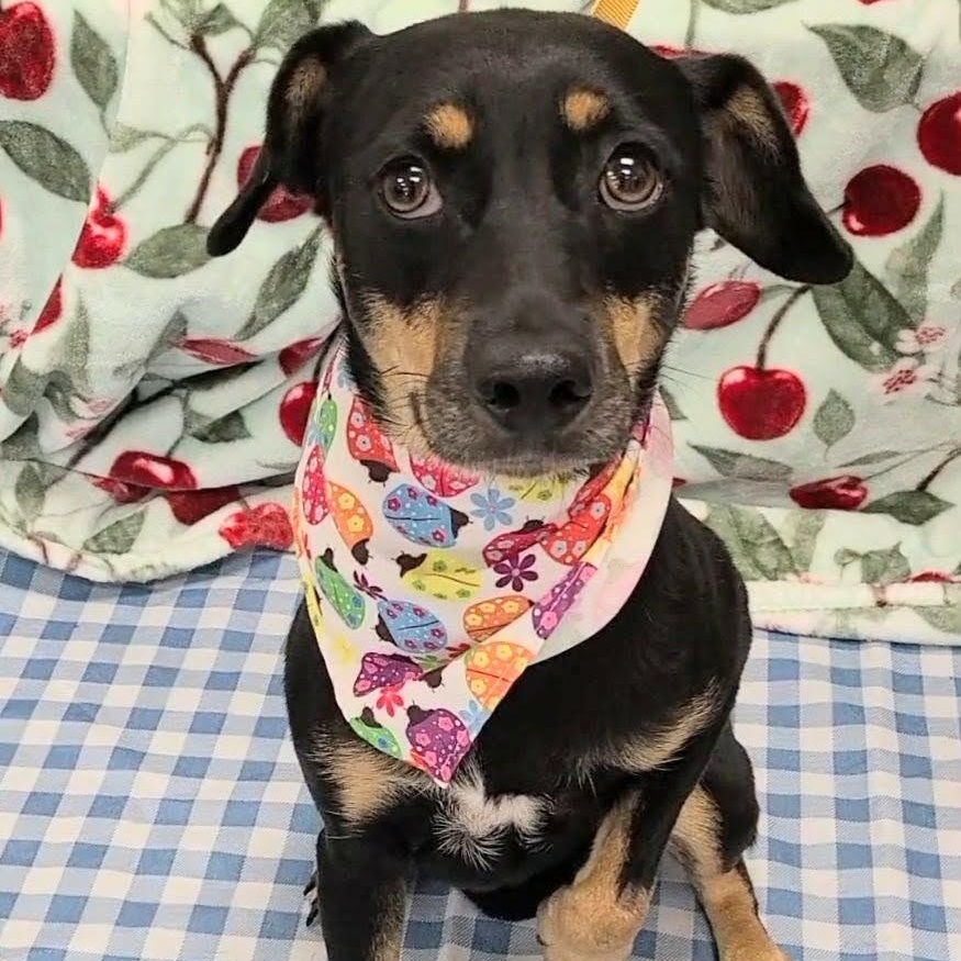 Enlarge Tortellini, a Adoptable mixed breed in Woolwich, ME image 4/6