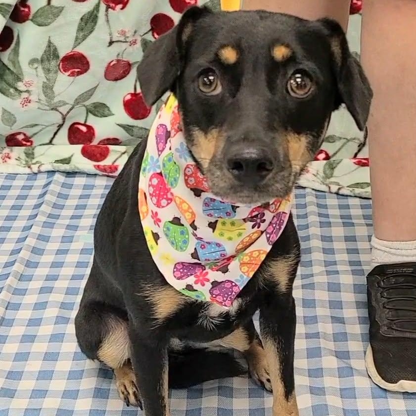 Enlarge Tortellini, a Adoptable mixed breed in Woolwich, ME image 3/6
