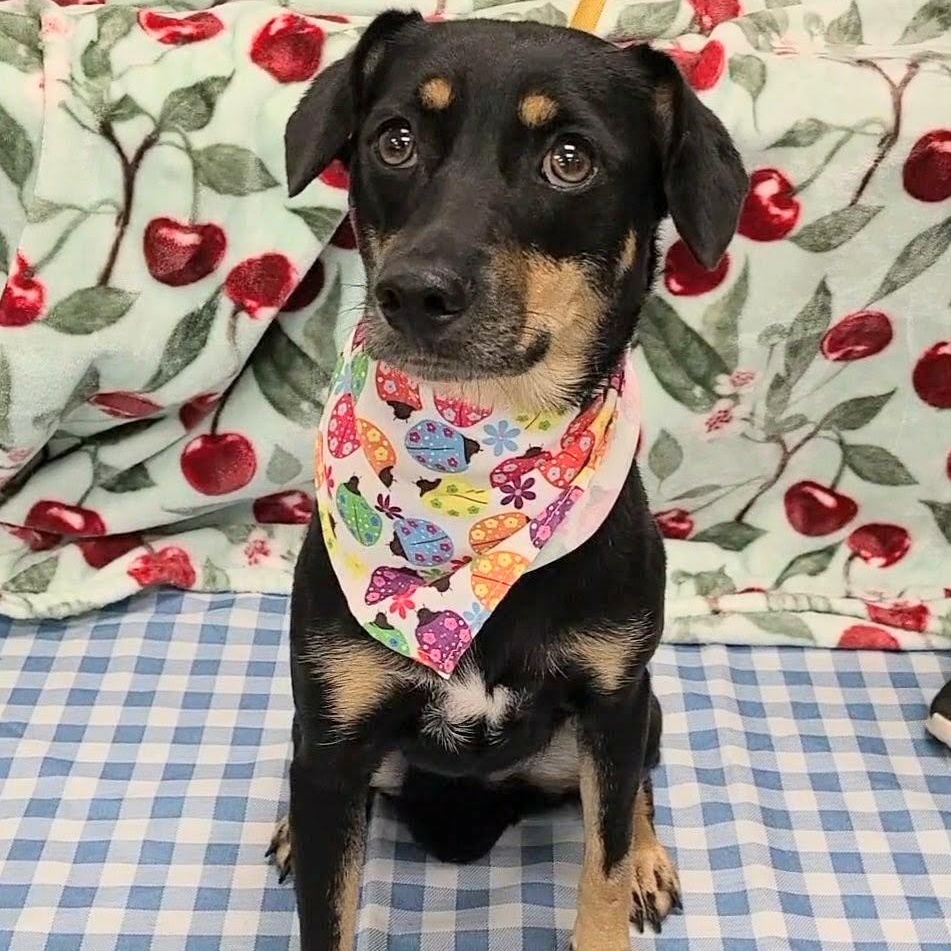 Enlarge Tortellini, a Adoptable mixed breed in Woolwich, ME image 5/6