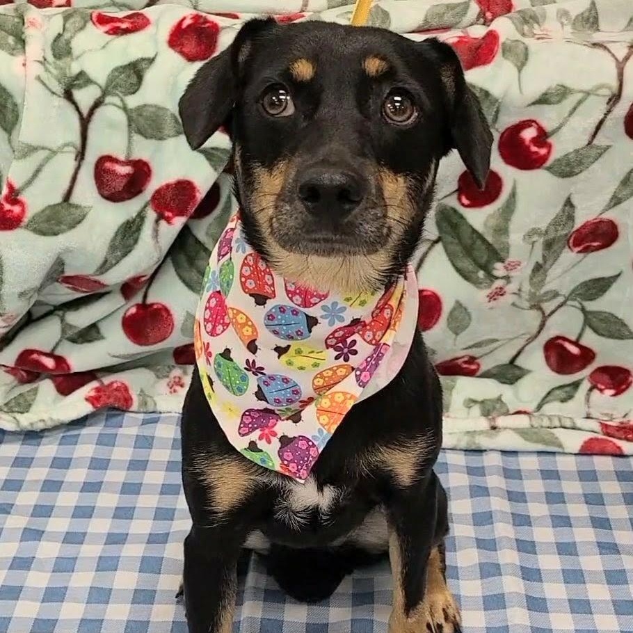 Enlarge Tortellini, a Adoptable mixed breed in Woolwich, ME image 6/6
