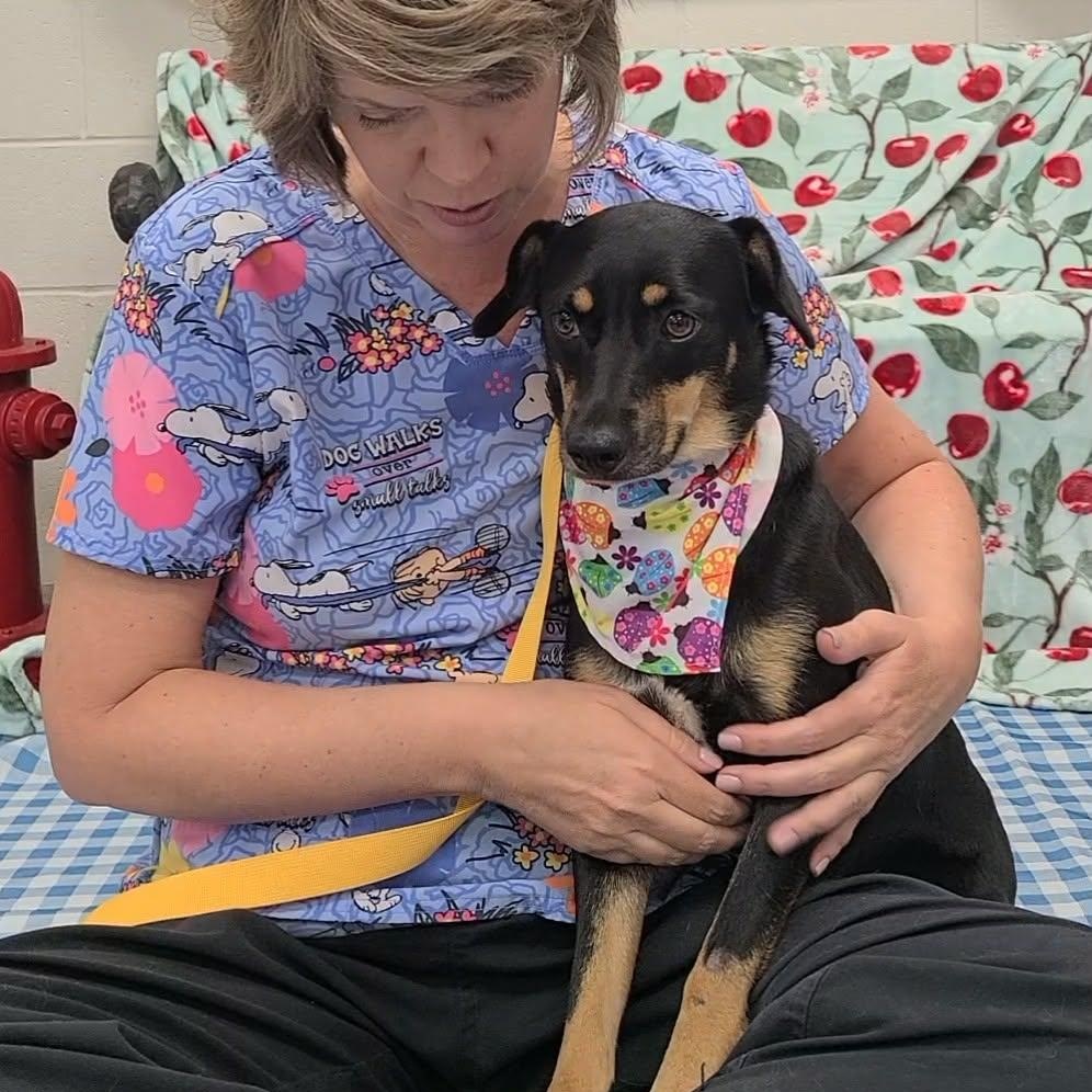 Enlarge Tortellini, a Adoptable mixed breed in Woolwich, ME image 1/6