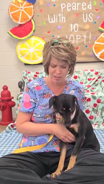 Enlarge Tortellini, a Adoptable mixed breed in Woolwich, ME video 2/6