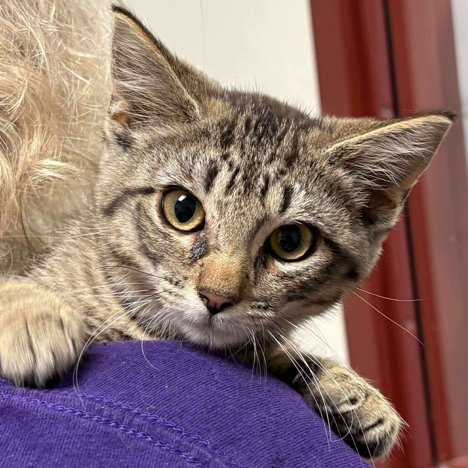 Enlarge Pong, a Adoptable Domestic Short Hair in Springfield, IL image 2/3