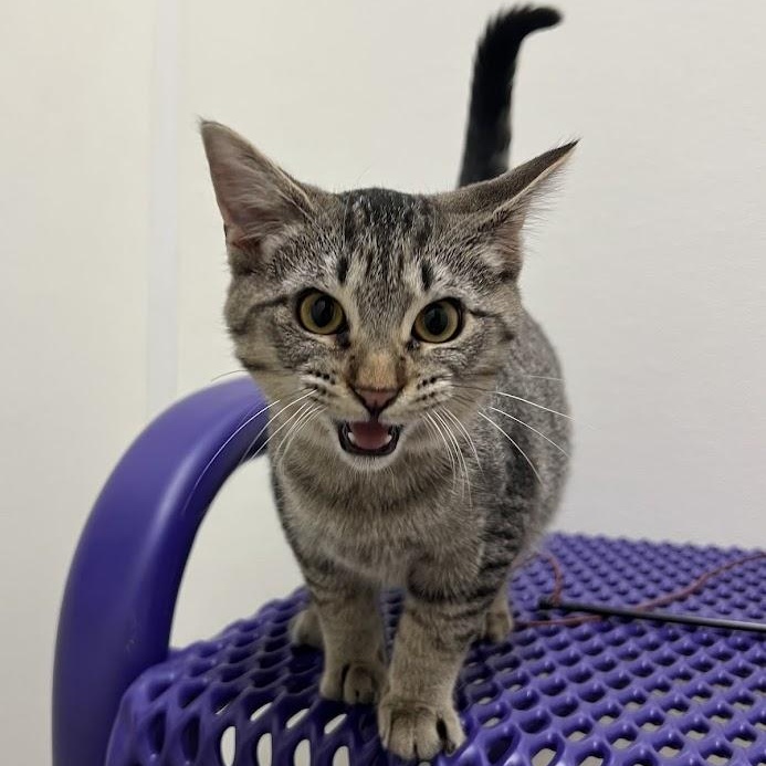 Enlarge Pong, a Adoptable Domestic Short Hair in Springfield, IL image 1/3