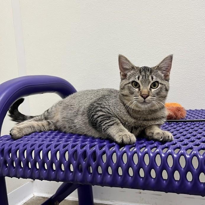 Enlarge Pong, a Adoptable Domestic Short Hair in Springfield, IL image 3/3