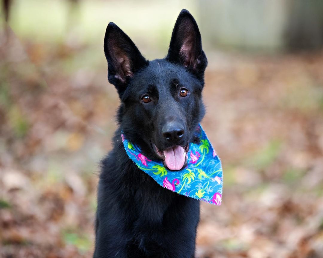 Enlarge Mila, a Adoptable mixed breed in Milford, CT image 1/3