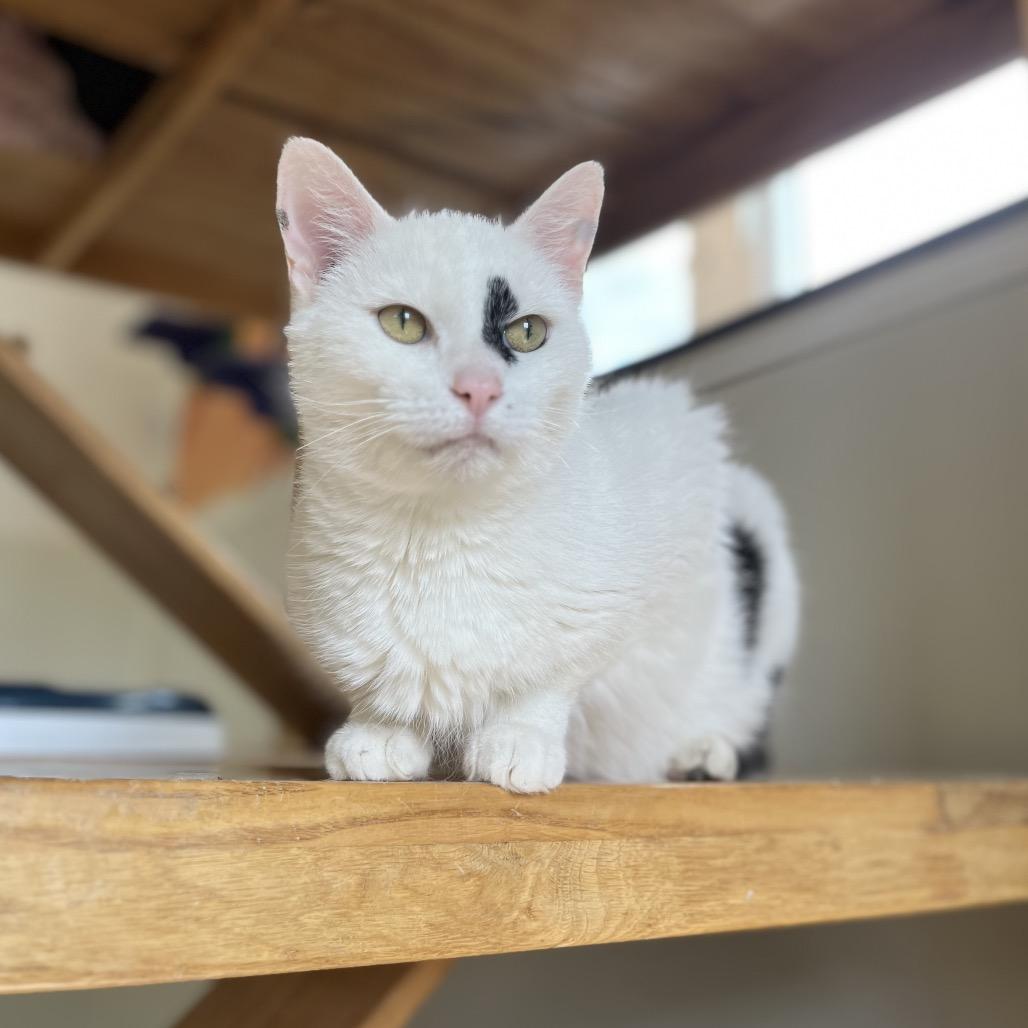 Enlarge Cannoli, a Adoptable Domestic Short Hair in Marysville, OH image 3/6