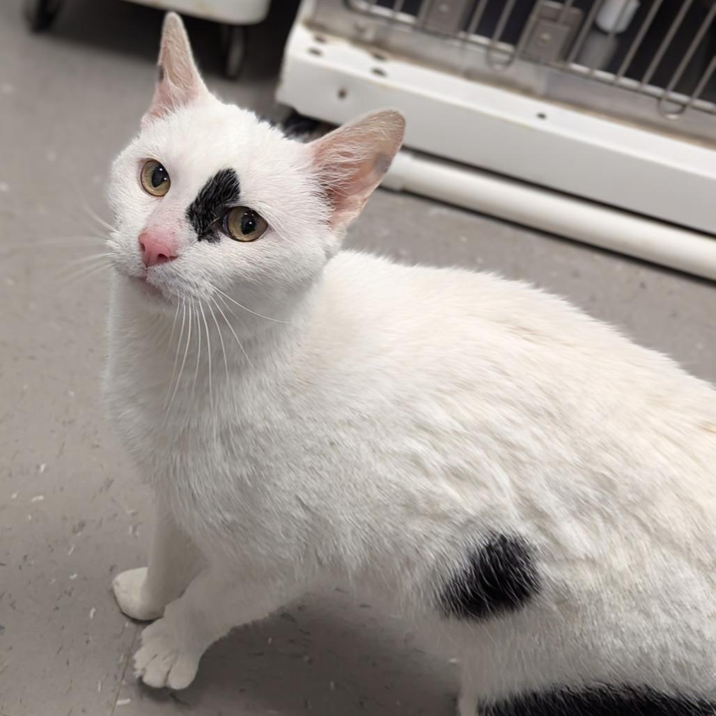 Enlarge Cannoli, a Adoptable Domestic Short Hair in Marysville, OH image 4/6
