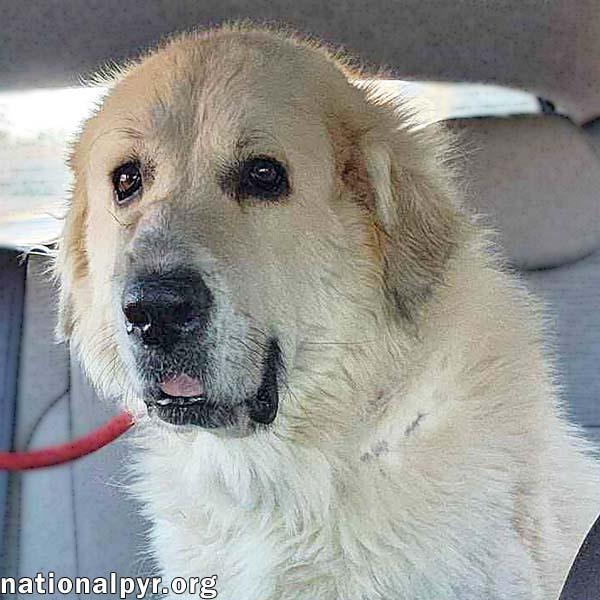Guinevere in TN - Low-Energy Velcro Dog!, adopted, Adult Female Great Pyrenees.