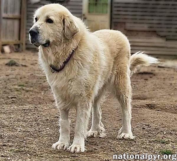 Enlarge Guinevere in TN - Low-Energy Velcro Dog!, an adopted Great Pyrenees in Jackson, TN image 2/3