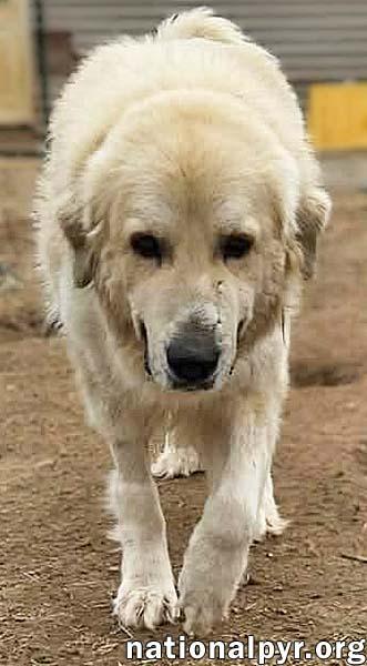 Enlarge Guinevere in TN - Low-Energy Velcro Dog!, an adopted Great Pyrenees in Jackson, TN image 3/3