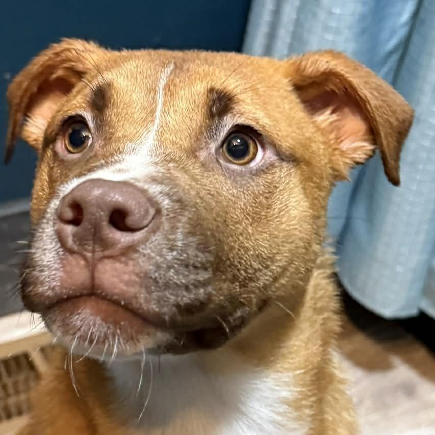 Enlarge Manhattan, a Adoptable Mixed Breed in Allyn, WA image 1/3