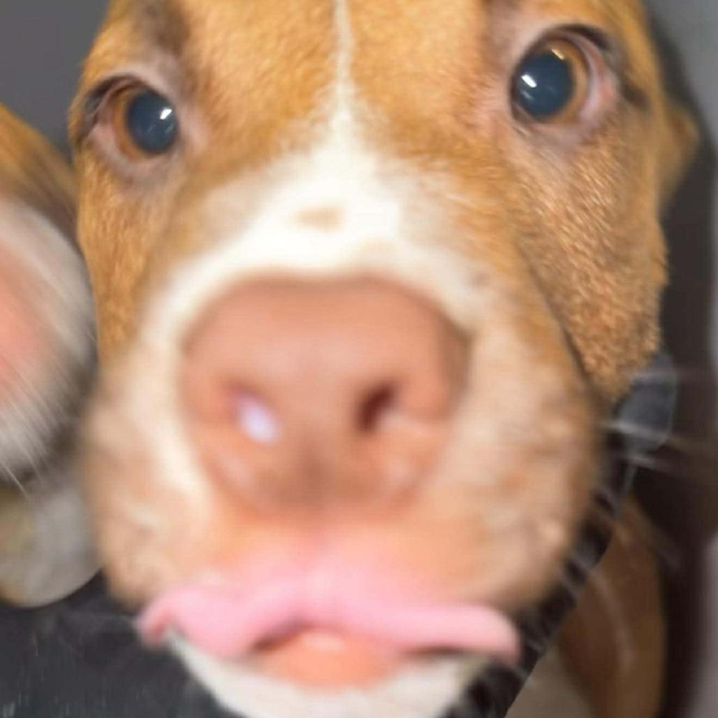 Enlarge Manhattan, a Adoptable Mixed Breed in Allyn, WA image 2/3