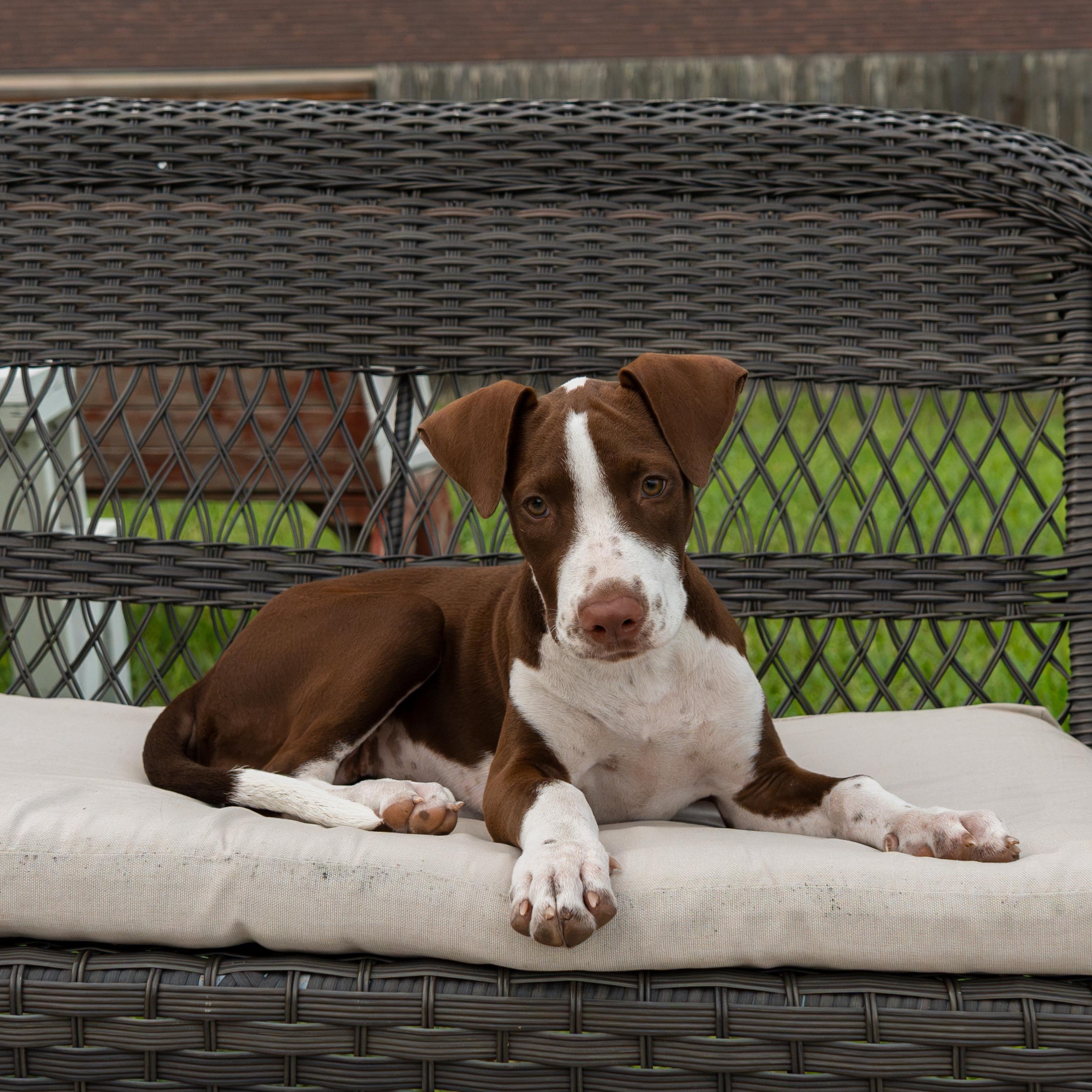 Maple, Adoptable, Puppy Female German Shorthaired Pointer.