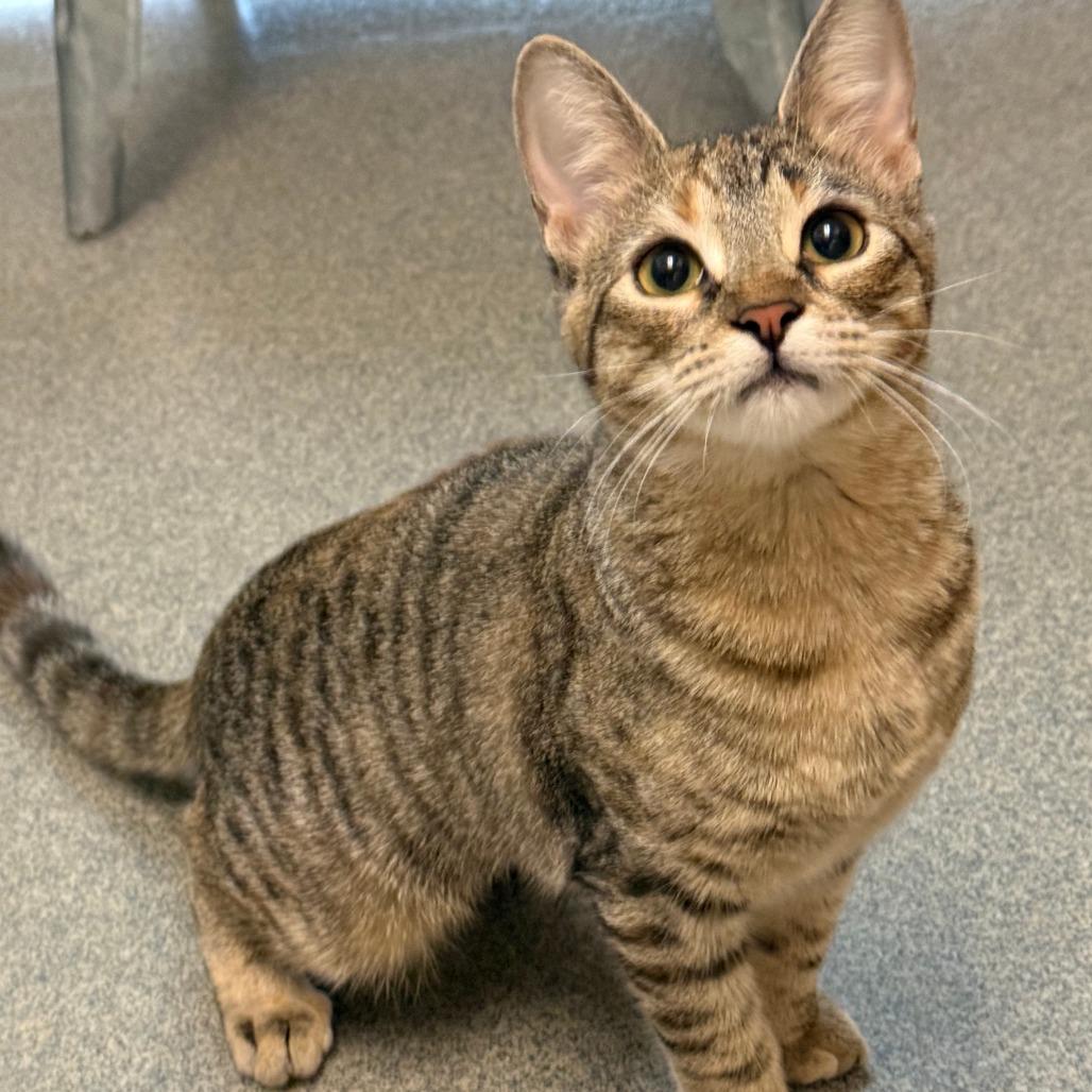 Smidge, Adoptable, Kitten Female Domestic Short Hair.