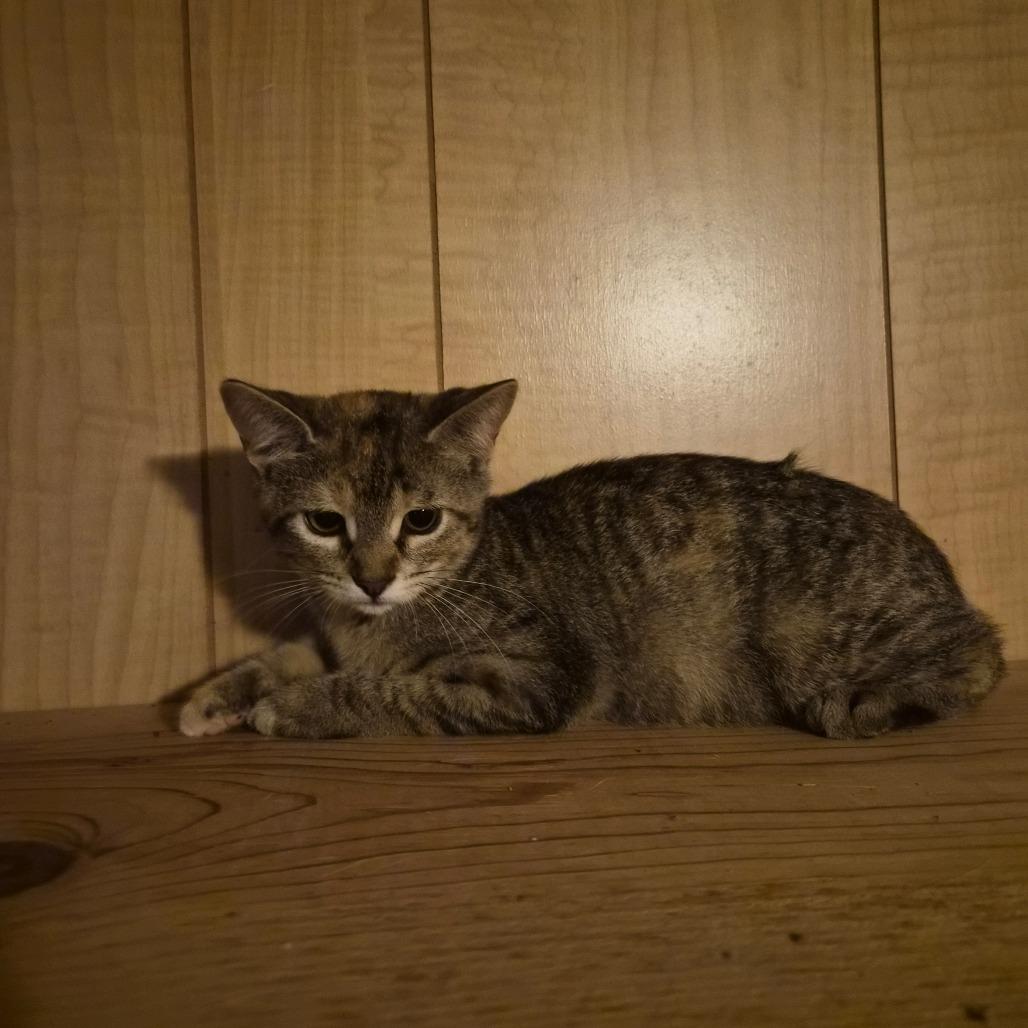Enlarge Smidge, a Adoptable Domestic Short Hair in Concord, NH image 2/5