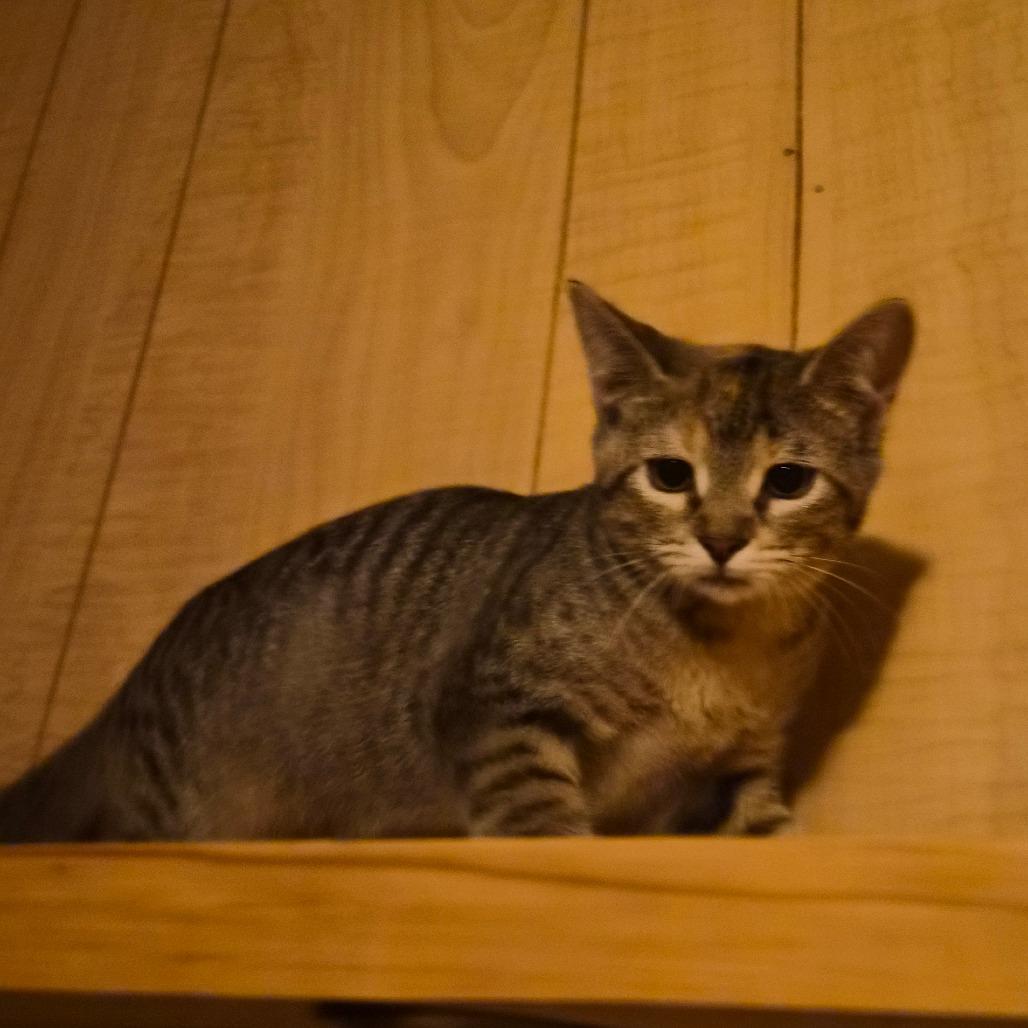 Enlarge Smidge, a Adoptable Domestic Short Hair in Concord, NH image 3/5
