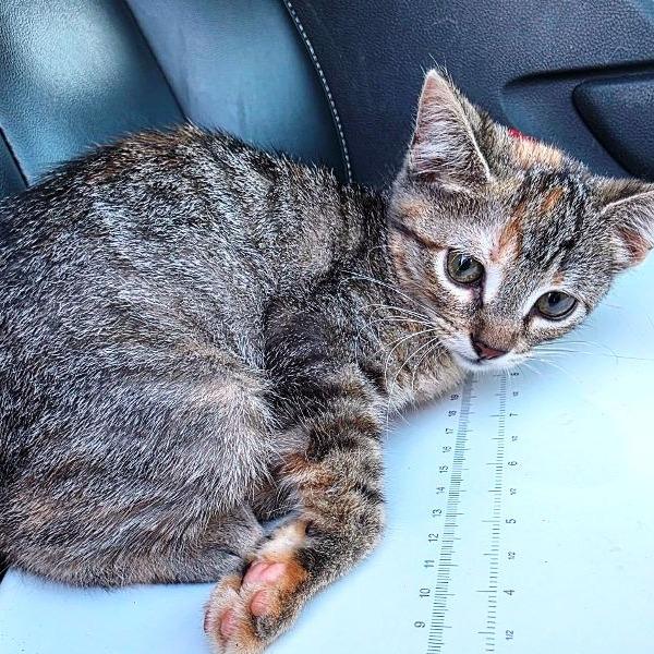 Enlarge Smidge, a Adoptable Domestic Short Hair in Concord, NH image 5/5