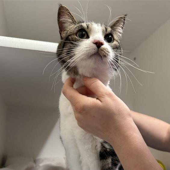 Enlarge Trudy, a Adoptable Domestic Short Hair in Tempe, AZ image 1/2