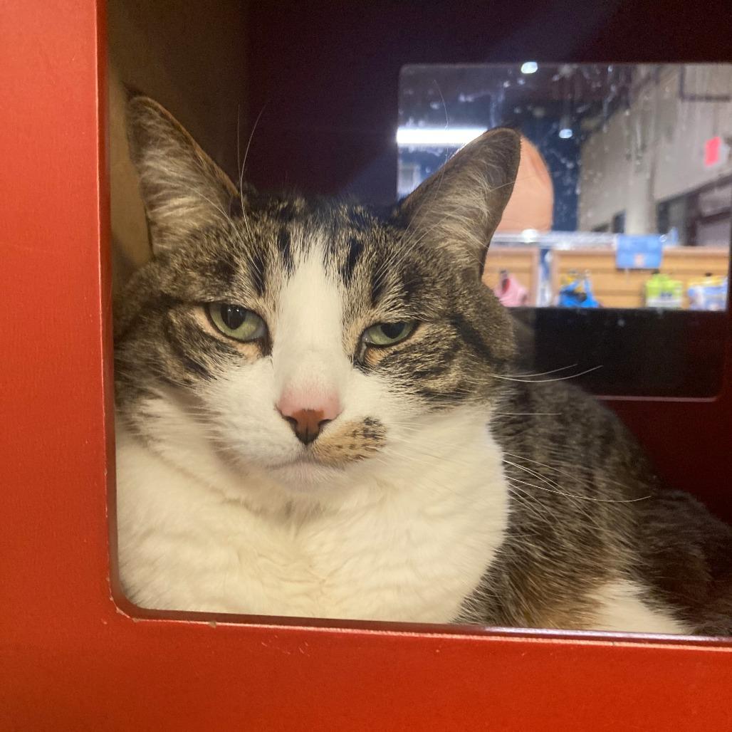 Enlarge Trudy, a Adoptable Domestic Short Hair in Tempe, AZ image 2/2