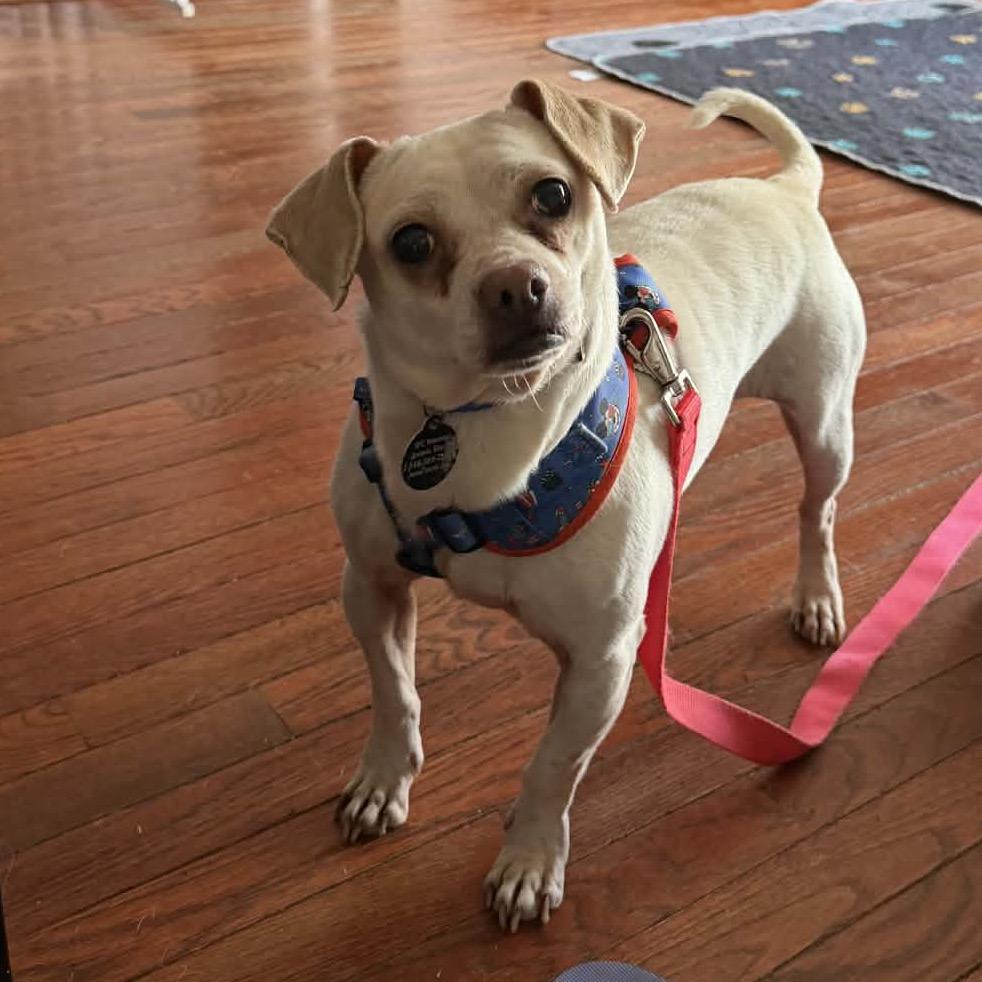 Titano, Adoptable, Adult Male Mixed Breed.