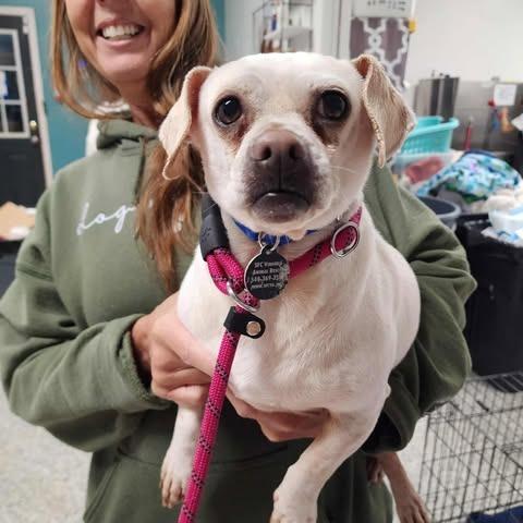 Enlarge Titano, a Adoptable Mixed Breed in Fredericksburg, VA image 2/2