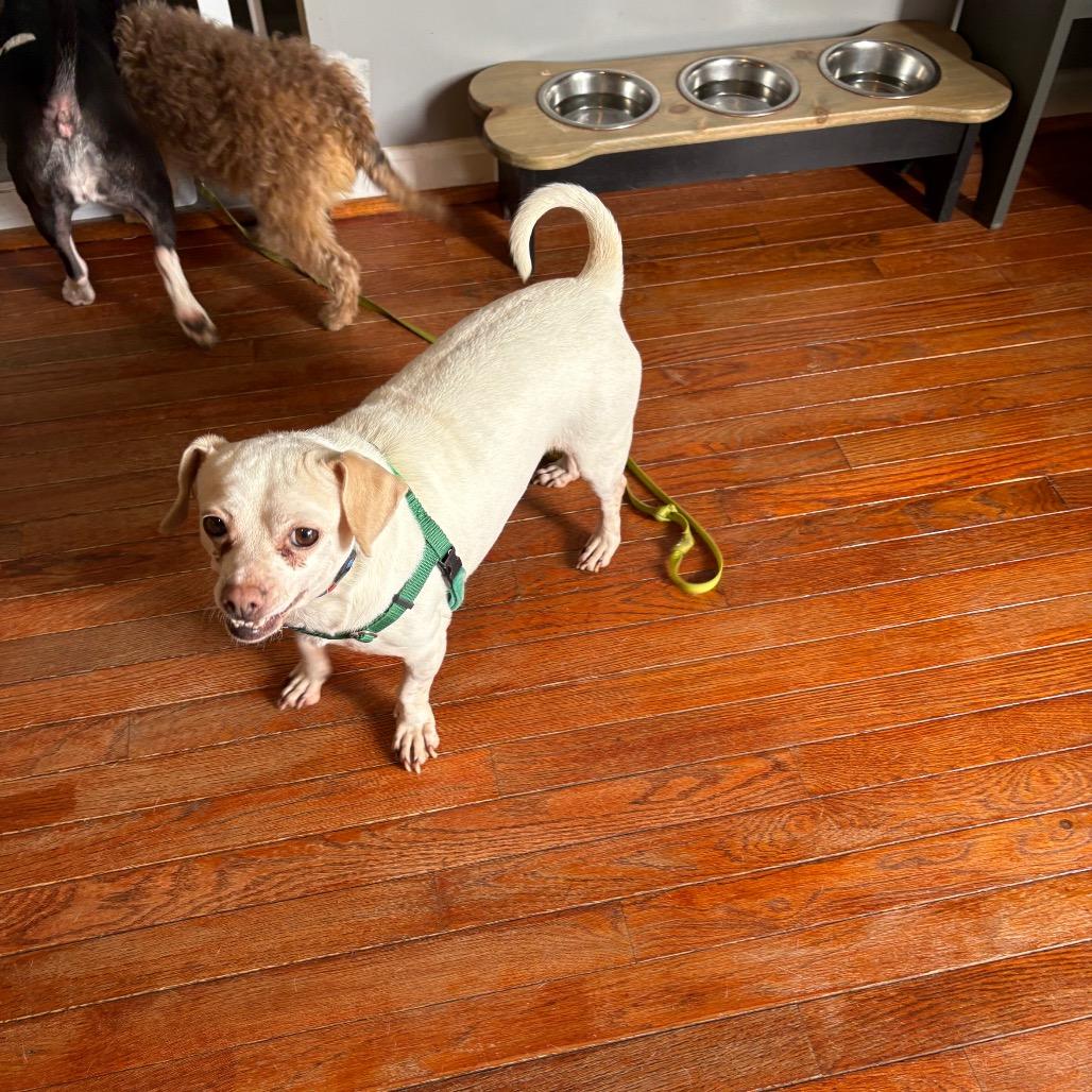 Enlarge Titano, a Adoptable Mixed Breed in Fredericksburg, VA image 3/6