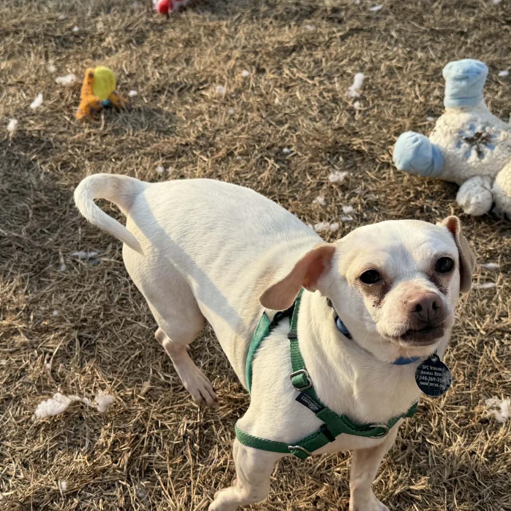 Titano, a Adoptable Mixed Breed in Fredericksburg, VA image 2/6
