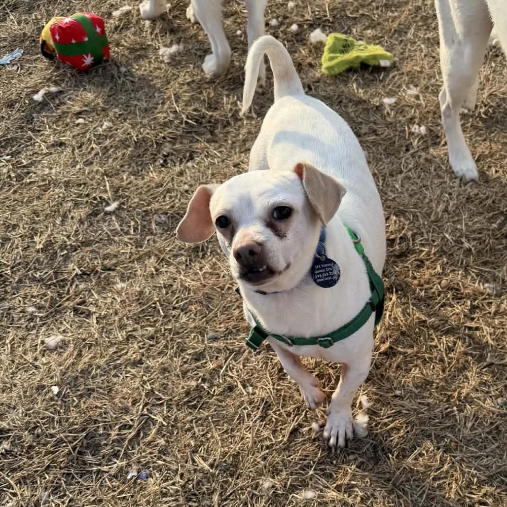Titano, a Adoptable Mixed Breed in Fredericksburg, VA image 3/6