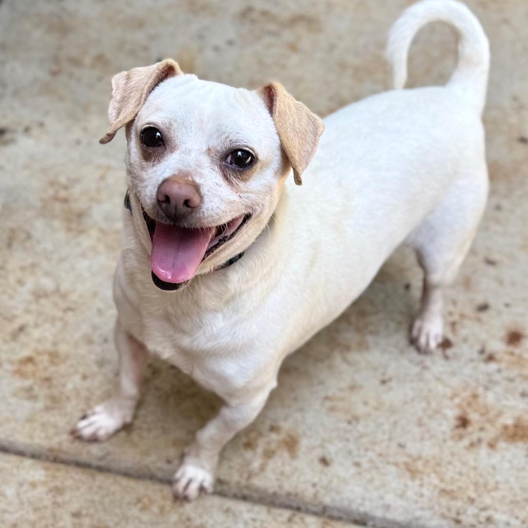 Titano, a Adoptable Mixed Breed in Fredericksburg, VA image 3/6