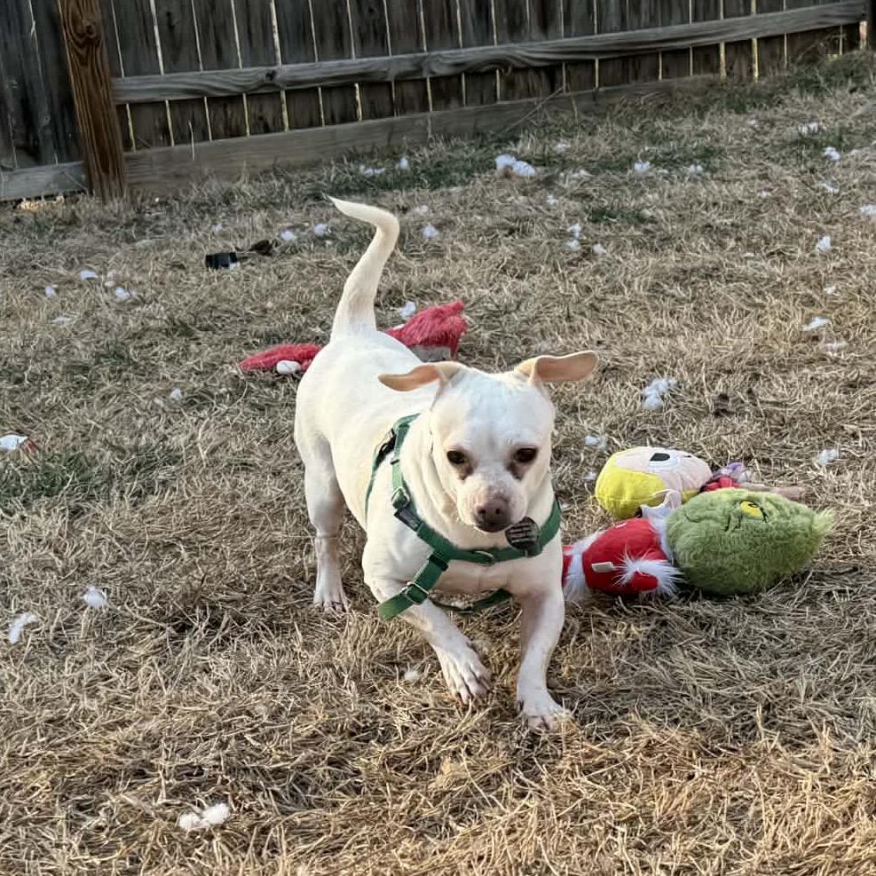 Titano, a Adoptable Mixed Breed in Fredericksburg, VA image 4/6