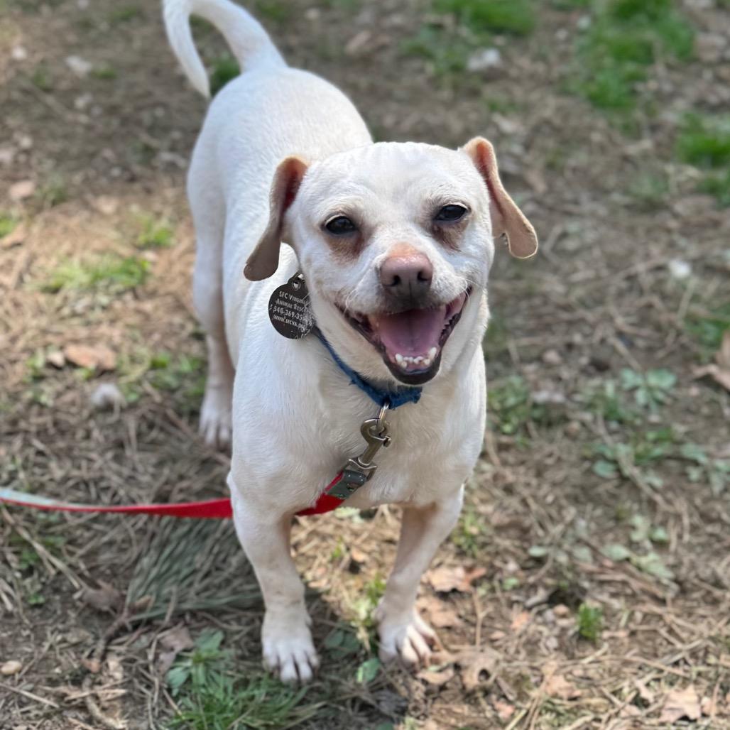 Enlarge Titano, a Adoptable Mixed Breed in Fredericksburg, VA image 4/6