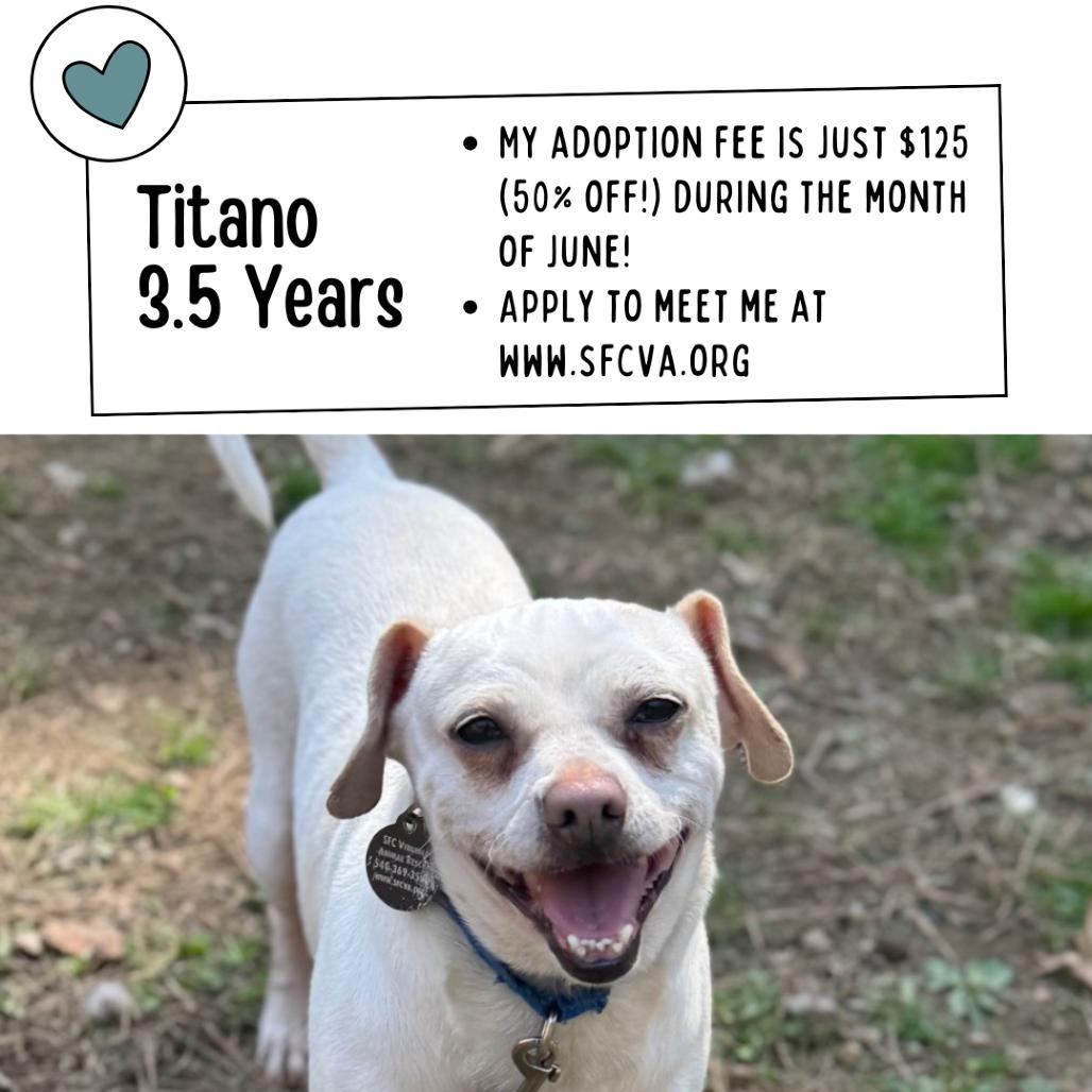 Titano, a Adoptable Mixed Breed in Fredericksburg, VA image 5/6