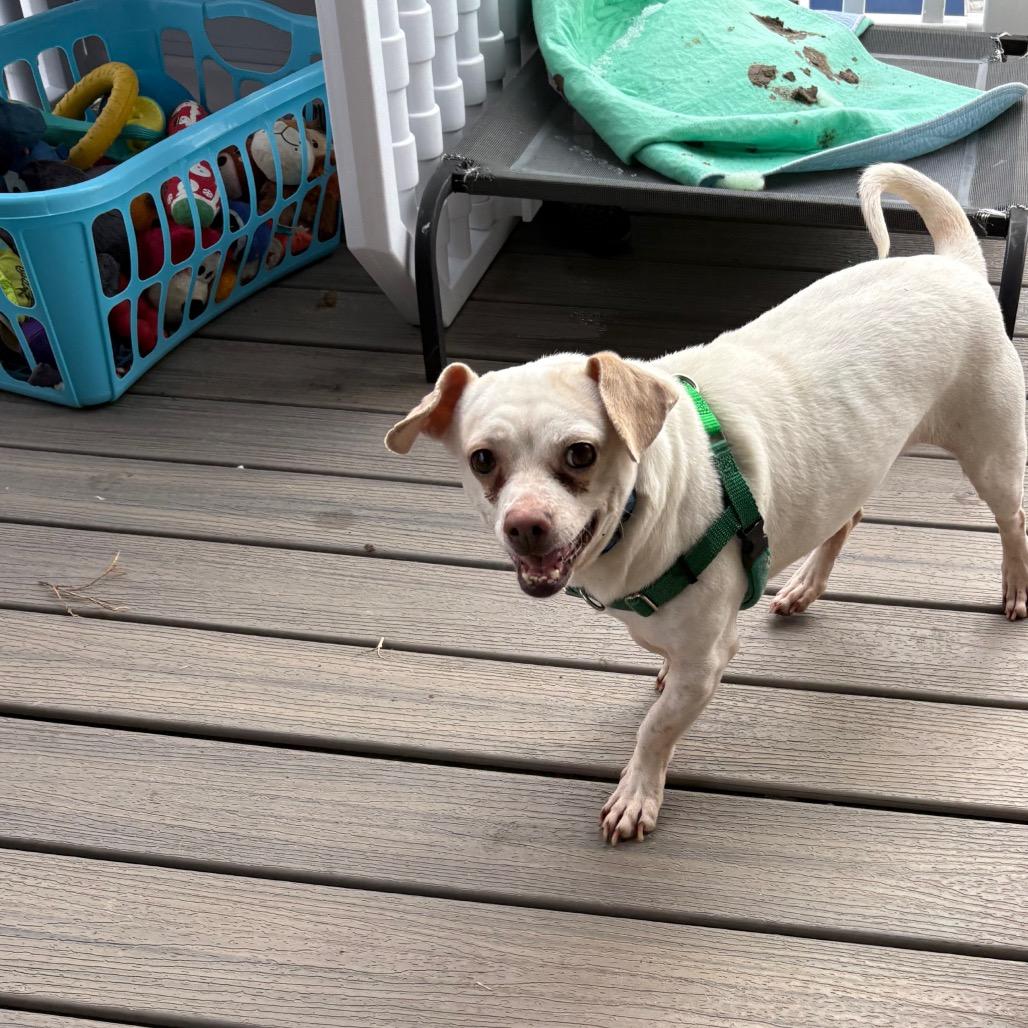 Enlarge Titano, a Adoptable Mixed Breed in Fredericksburg, VA image 5/6