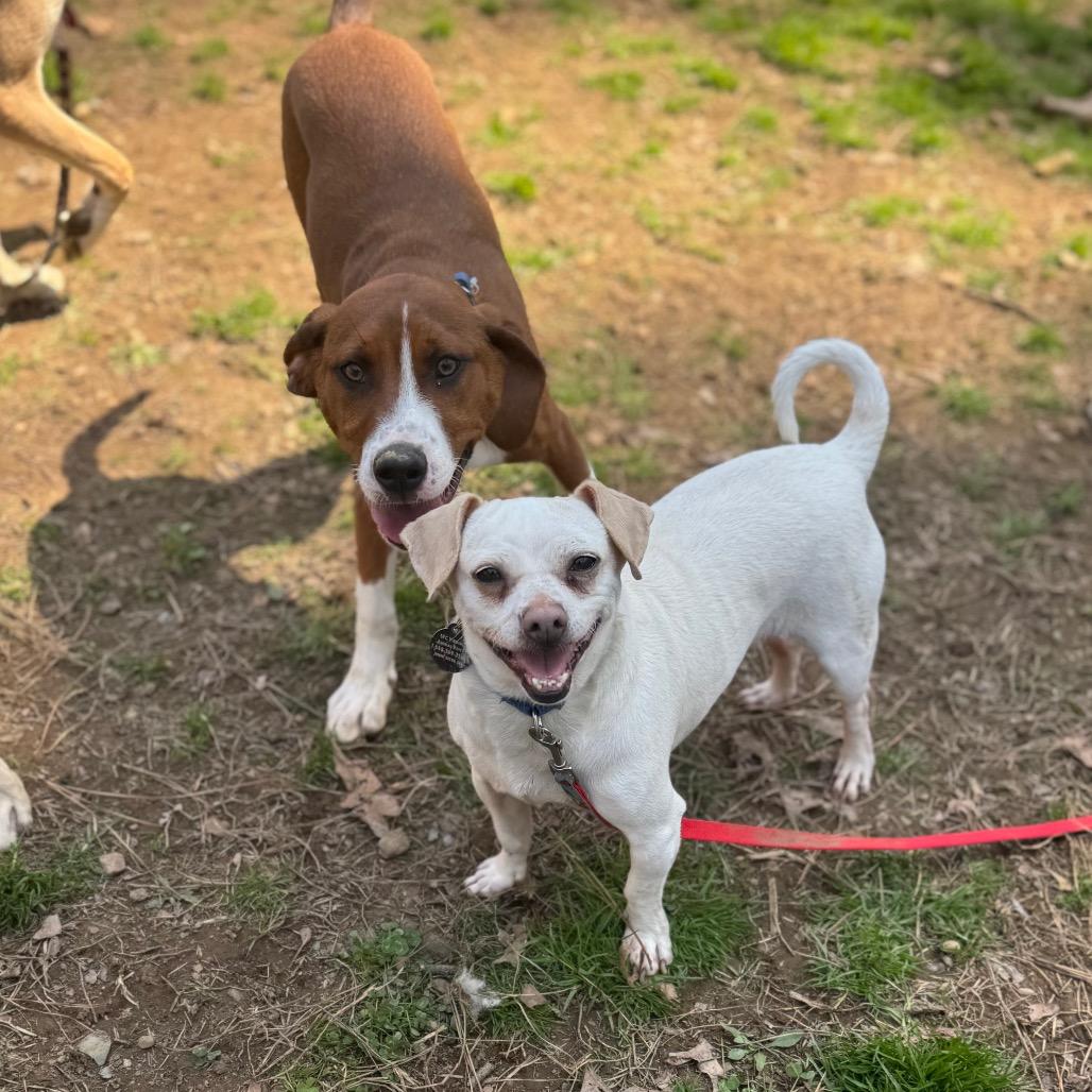 Titano, a Adoptable Mixed Breed in Fredericksburg, VA image 6/6