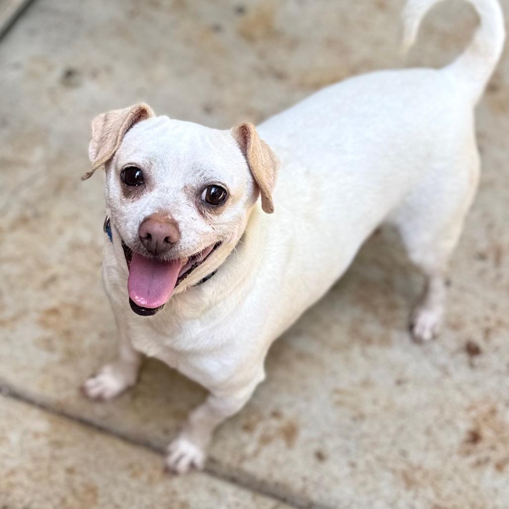 Titano, a Adoptable Mixed Breed in Fredericksburg, VA image 6/6
