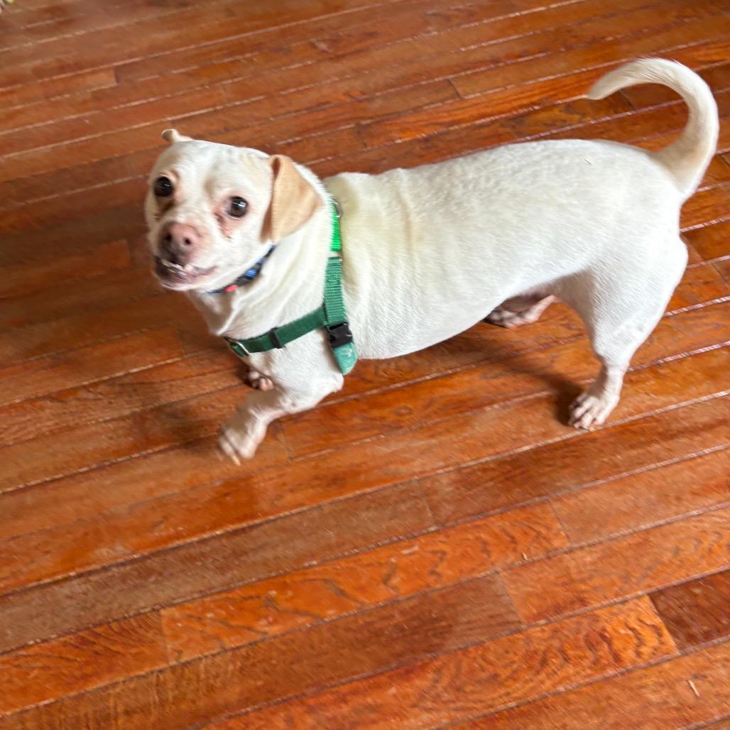 Enlarge Titano, a Adoptable Mixed Breed in Fredericksburg, VA image 6/6