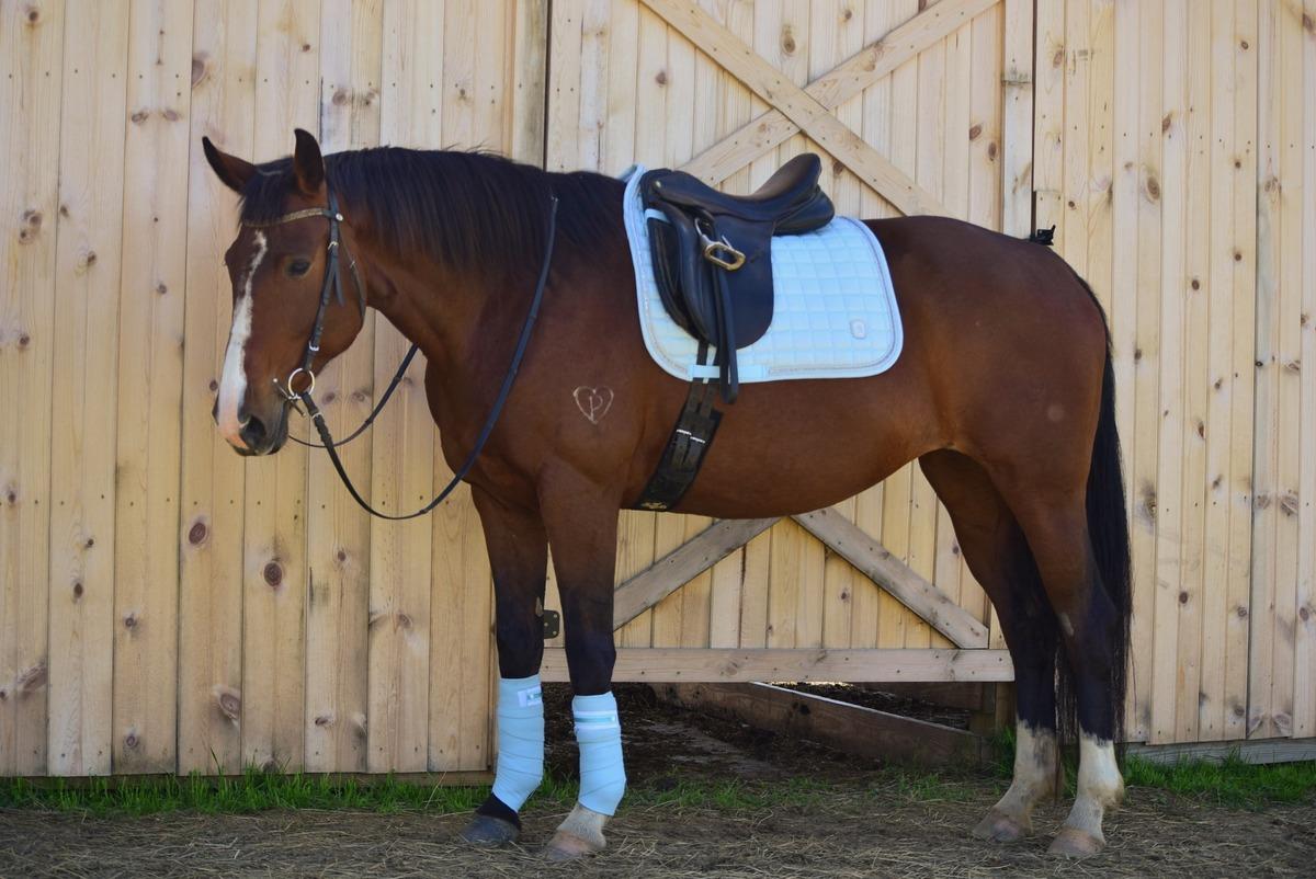 Oakley - ATFO 2025 Platinum Division, Adult Female Warmblood