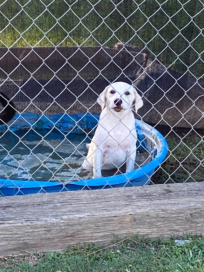 BB, Adopted, Puppy Male Labrador Retriever.