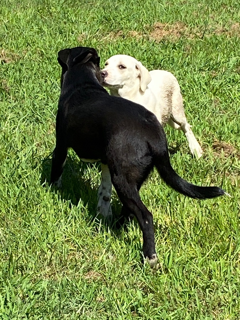 Enlarge BB, a Adopted Labrador Retriever in Calera, AL image 2/8