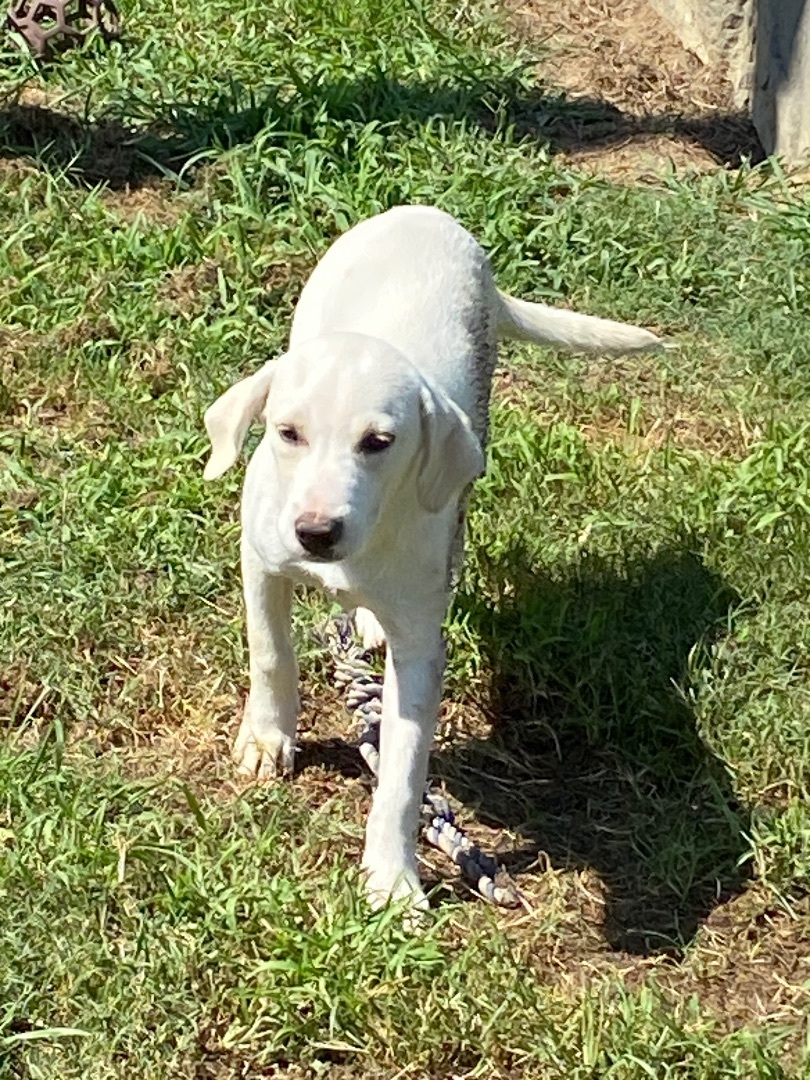 Enlarge BB, a Adopted Labrador Retriever in Calera, AL image 3/8