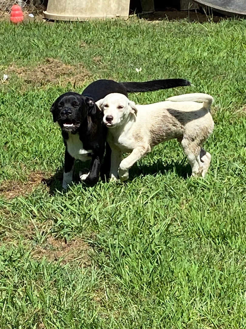 Enlarge BB, a Adopted Labrador Retriever in Calera, AL image 4/8